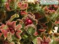 Mesembryanthemum crystallinum